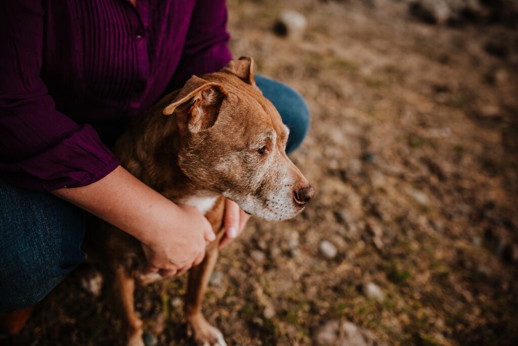 Best Mobile Vet Clinic In Flagstaff, AZ Fetch The Pet Vet