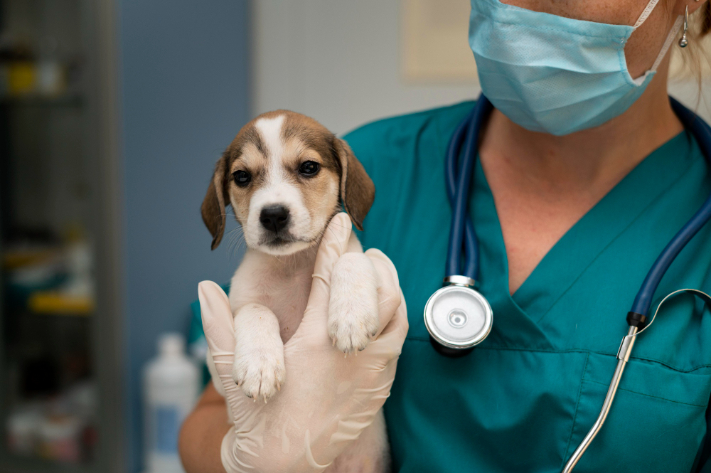 close-up-veterinarian-taking-care-dog